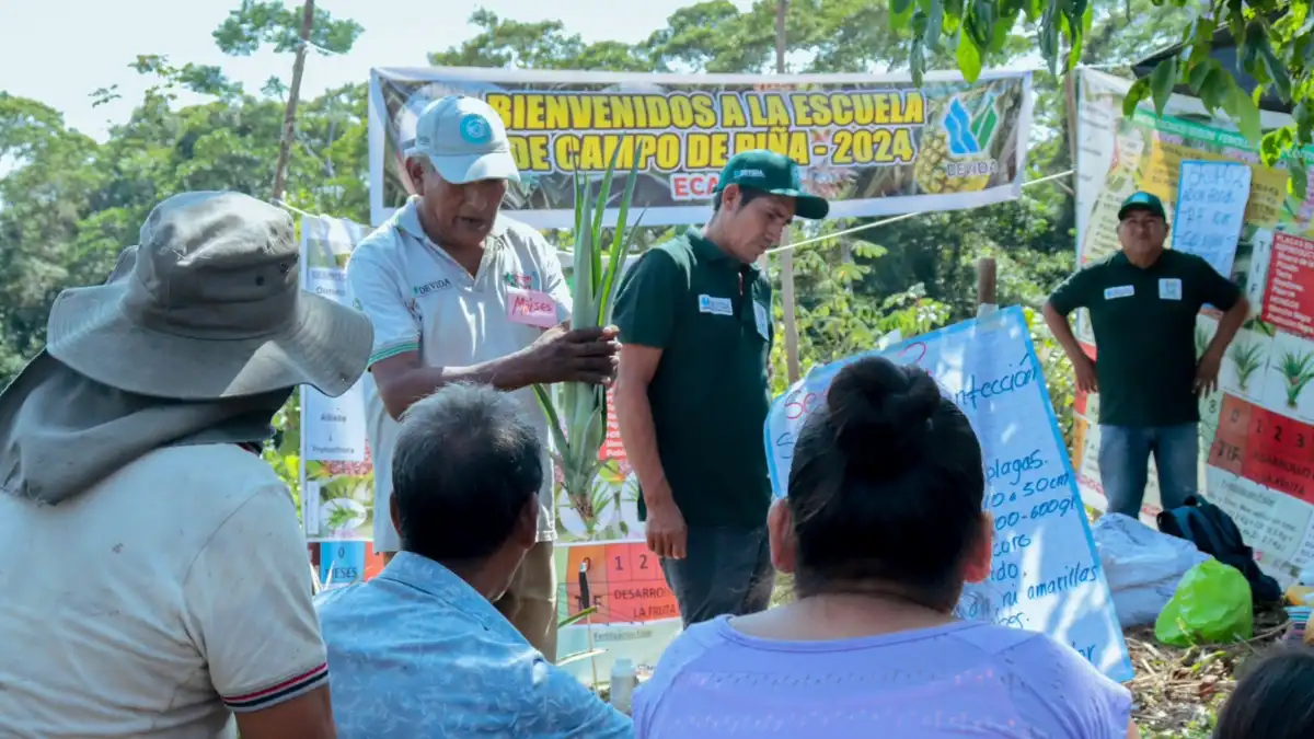 Escuelas de campo transforman la agricultura en Padre Abad