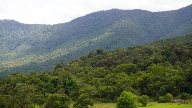 Buscan zonificar 62.9 millones de hectáreas para manejo sostenible de bosques