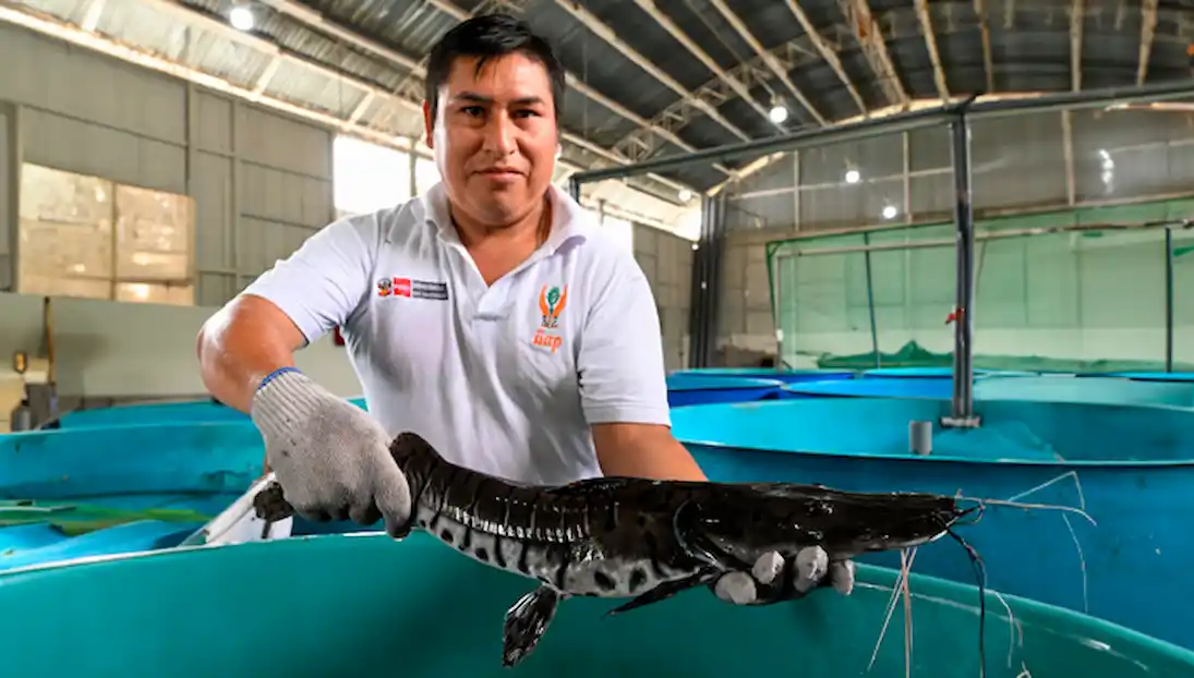 IIAP realiza innovaciones para preservar a la doncella