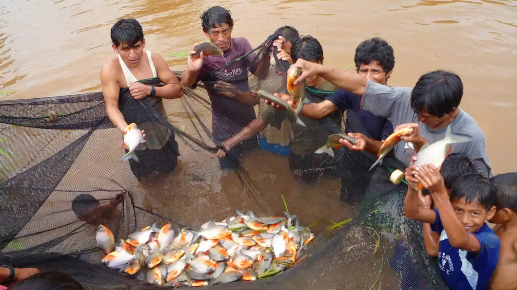 Proyectan producción de 250 toneladas de peces amazónicos para 2025