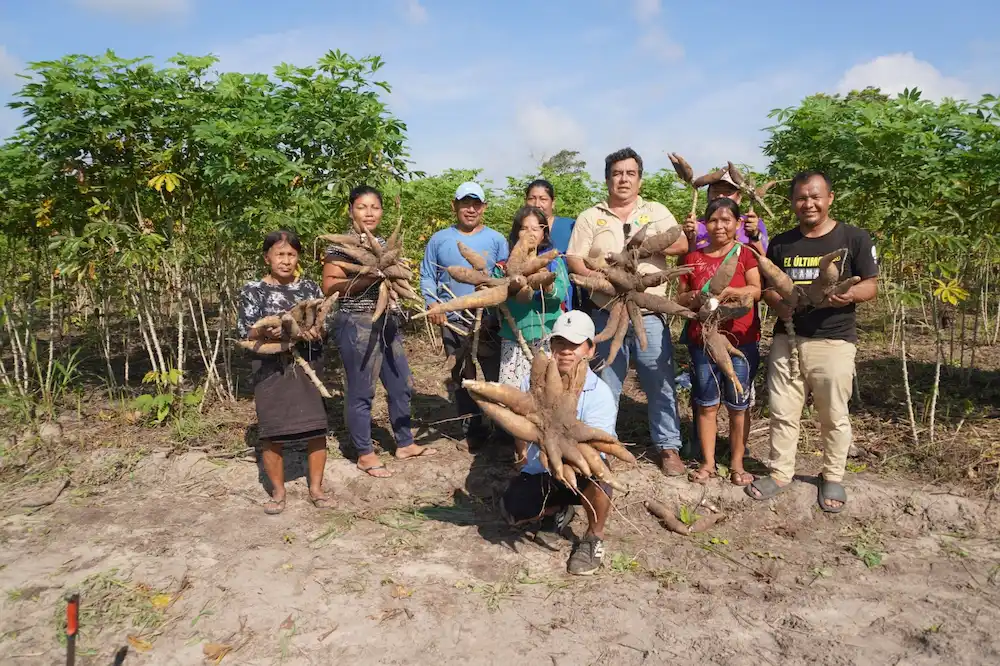 Técnica brasileña impulsa productividad de yuca en Yarinacocha