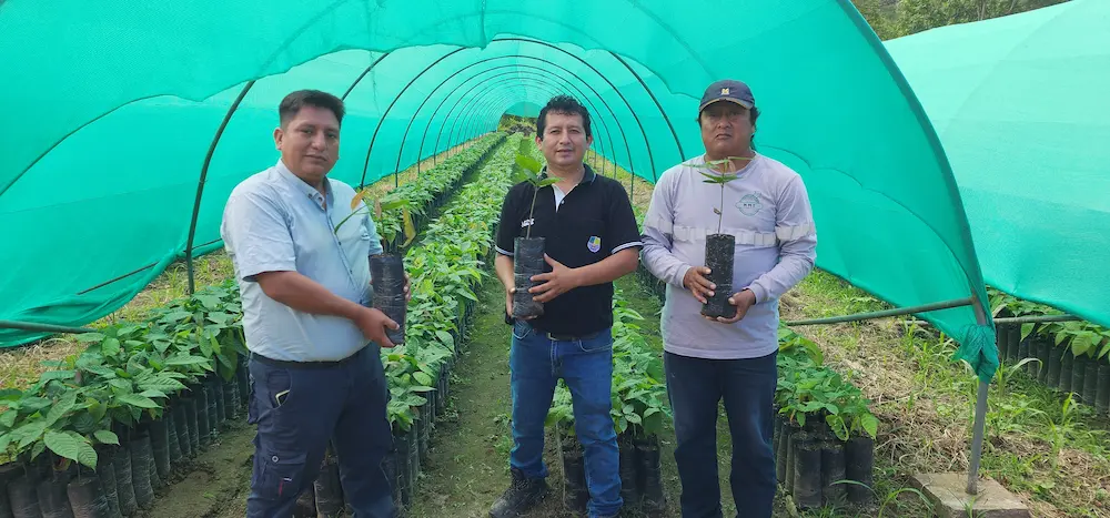 Vivero municipal de Coviriali produce 40 000 plantones en beneficio de agricultores