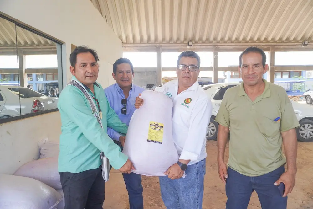 Productores apuestan por variedad café resistente a la roya y a desafíos climáticos