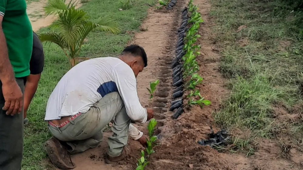 Reforestación en San Martín- Más de 75 hectáreas recuperadas con 88 000 plantones