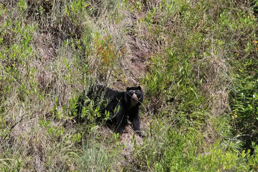Conservación del hábitat del oso de anteojos