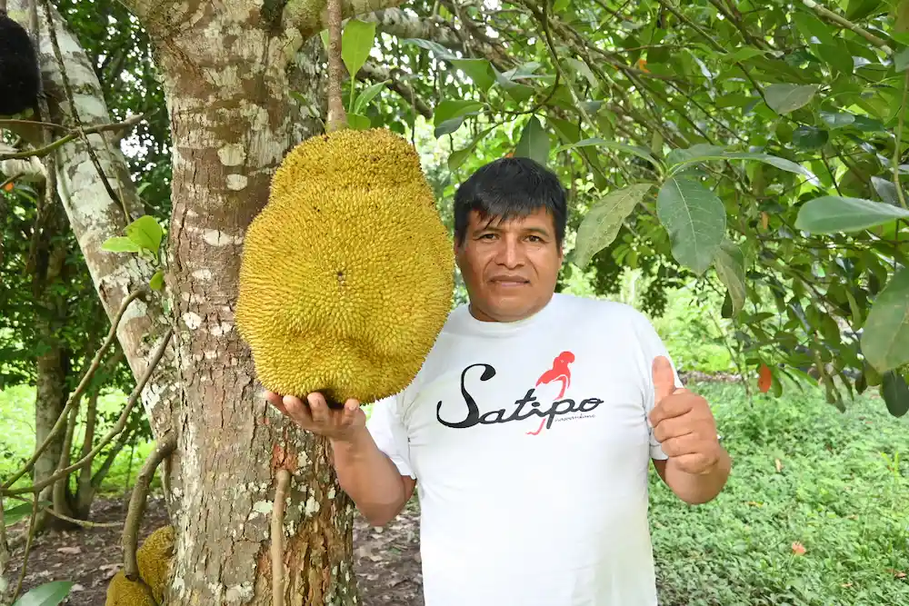La fruta más grande del mundo crece en Satipo