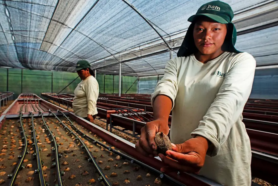 Proyecto recuperará 10 000 hectáreas de suelos degradados en Ucayali