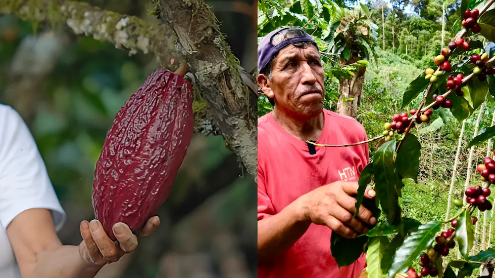 Cacao y café consolidan su crecimiento en 2024