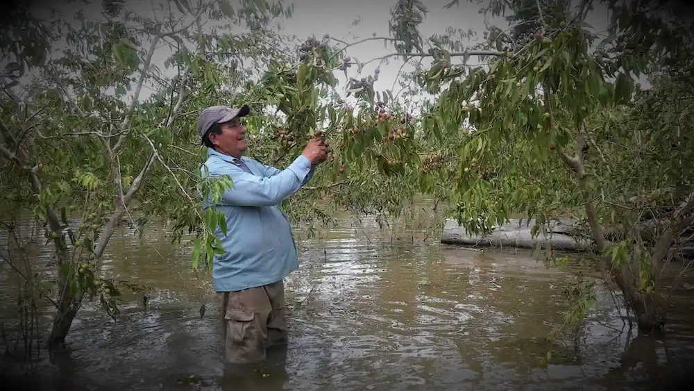 Camu camu- Fruto amazónico fortalece la economía de Ucayali