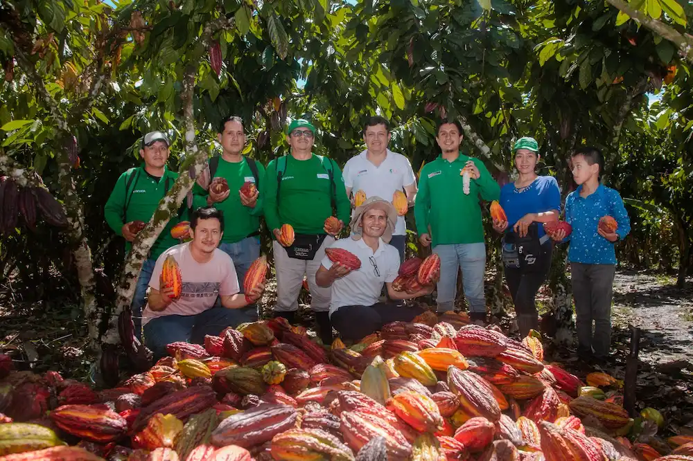 Producción de cacao generó movimiento económico de S_51 Millones en 2024