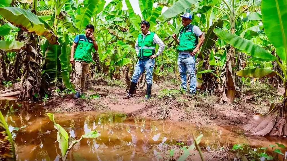 Seguro agrario respaldará a agricultores de Leoncio Prado frente a lluvias y vientos
