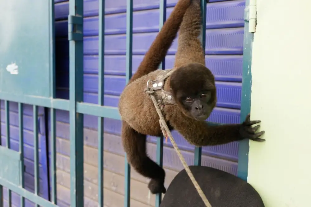 El nuevo depredador de la vida silvestre en América Latina
