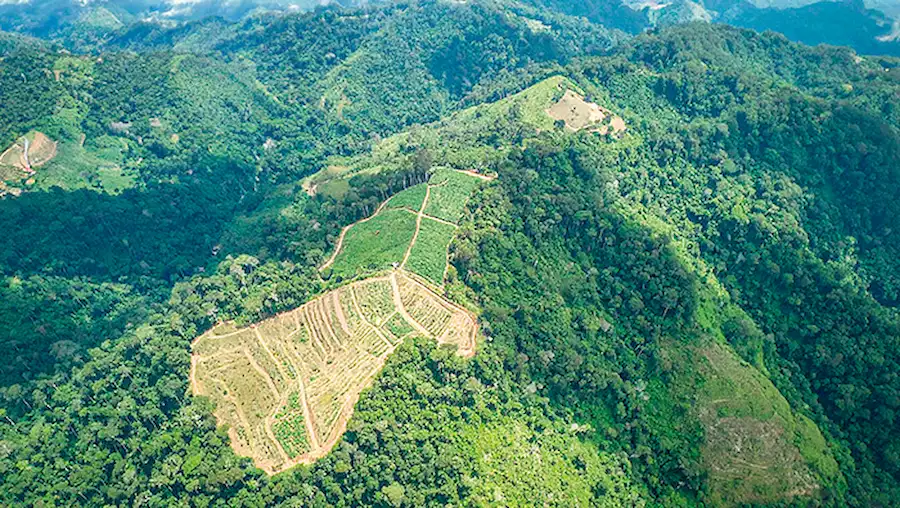 Perú logra reducción de cultivos de coca con 3000 hectáreas menos