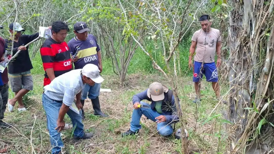 Recuperan 80 hectáreas de camu camu en Loreto y Ucayali_1
