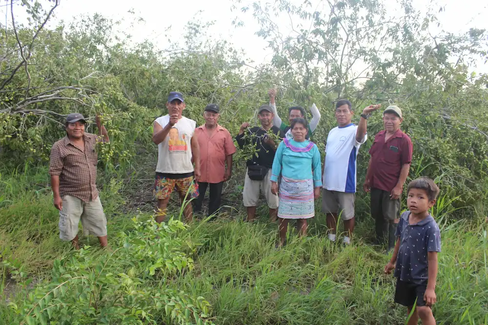Recuperan 80 hectáreas de camu camu en Loreto y Ucayali_2