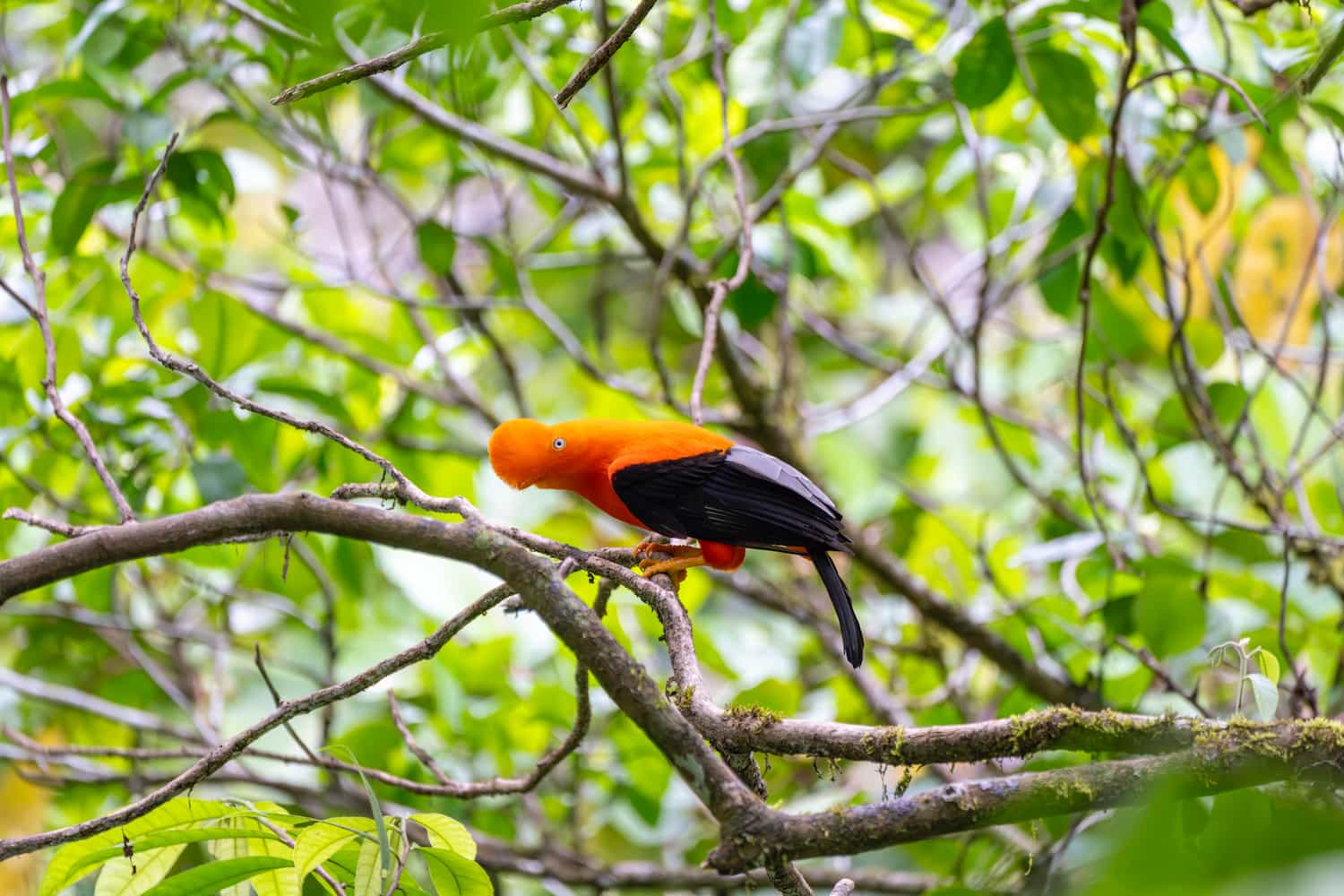 Foto: Consorcio Kowen Antami