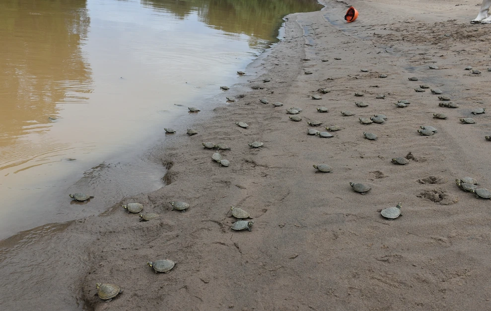 Liberan más de 1500 crías de taricaya en el río Tahuamanu, en Madre de Dios